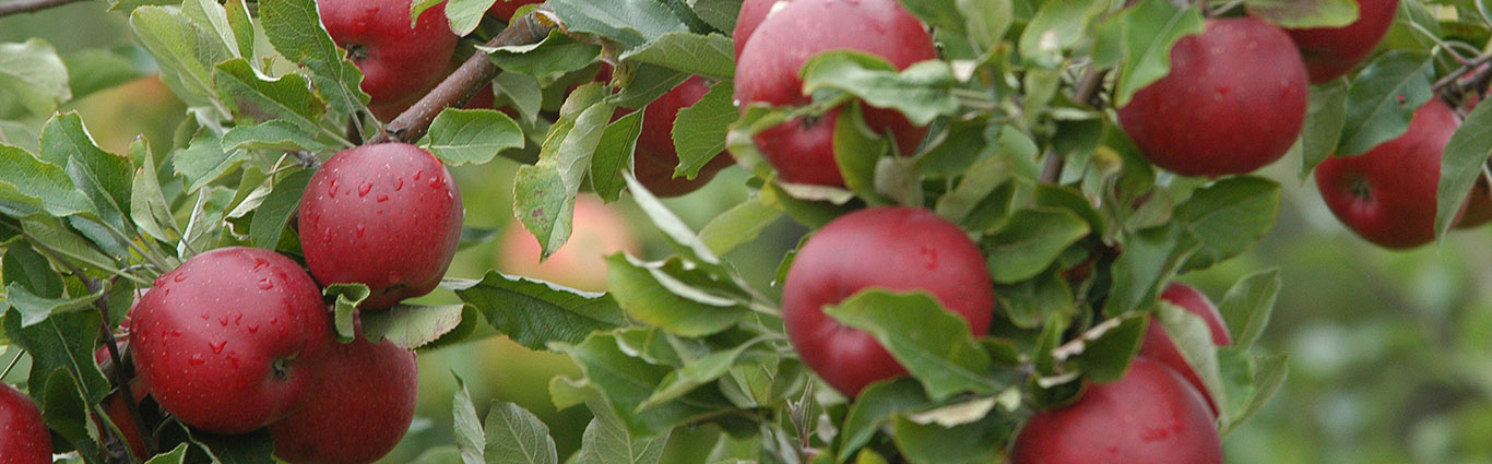 wenn der Apfel vom eigenen Baum kommt