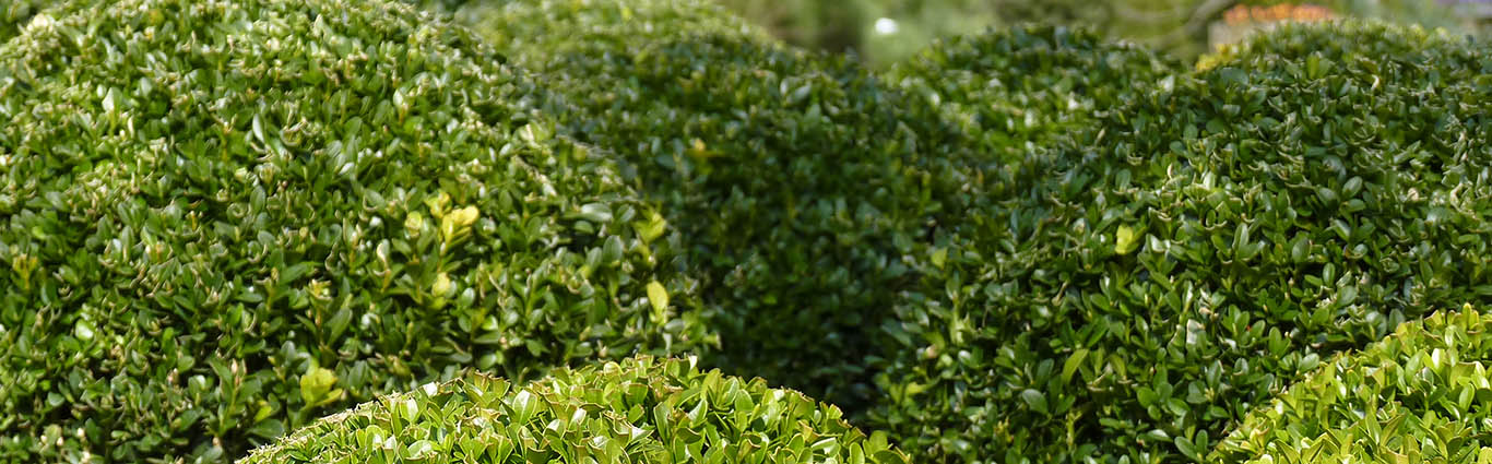 Heckenpflanzen-schönste Gartengrenzen